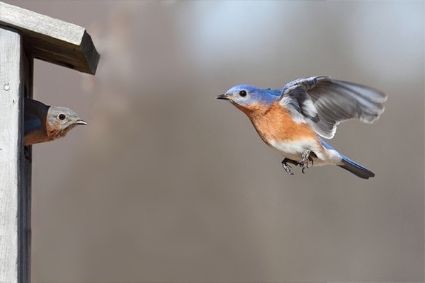 bluebirds in birdhouse