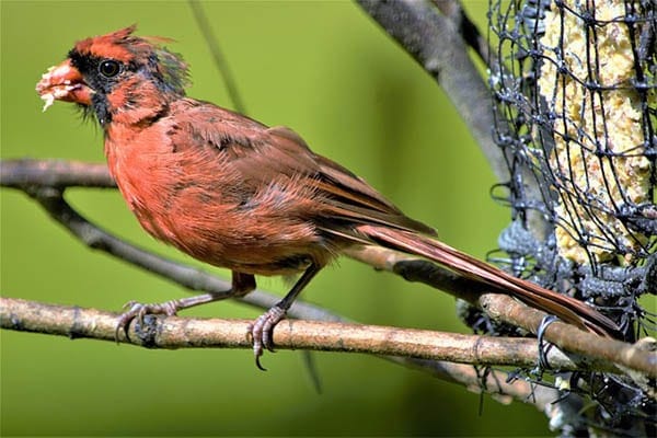 cardinal eating homemade bird cake