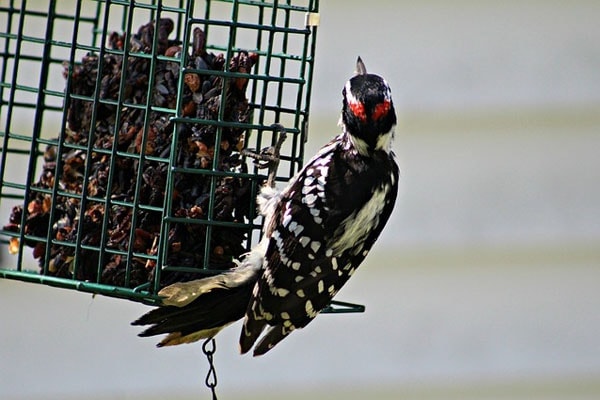 downy woodpecker eating at suet feeder