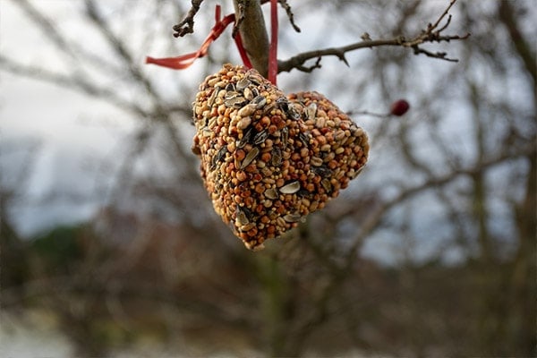 Tried-And-True Directions For How To Make Bird Seed Ornaments