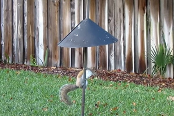 how to keep squirrels away from bird feeders with a baffle