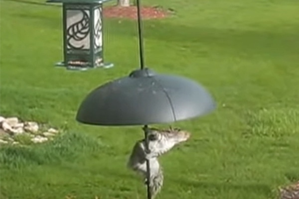 how to keep squirrels away from bird feeders with a dome baffle