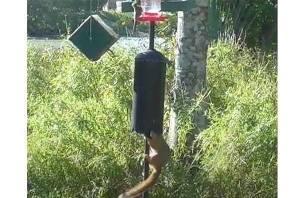 how to keep squirrels away from bird feeders with a torpedo baffle