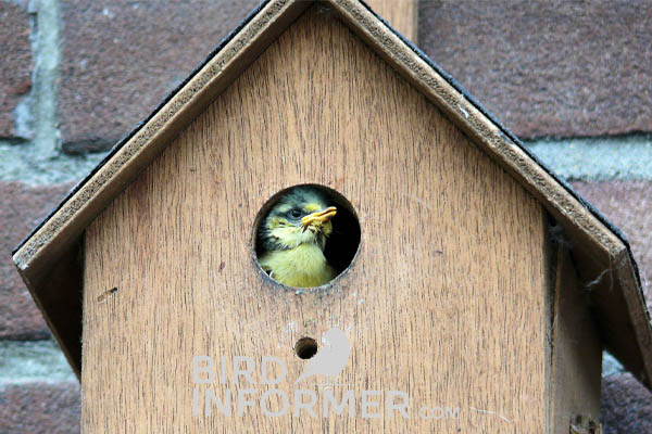 image of a bird in birdhouse