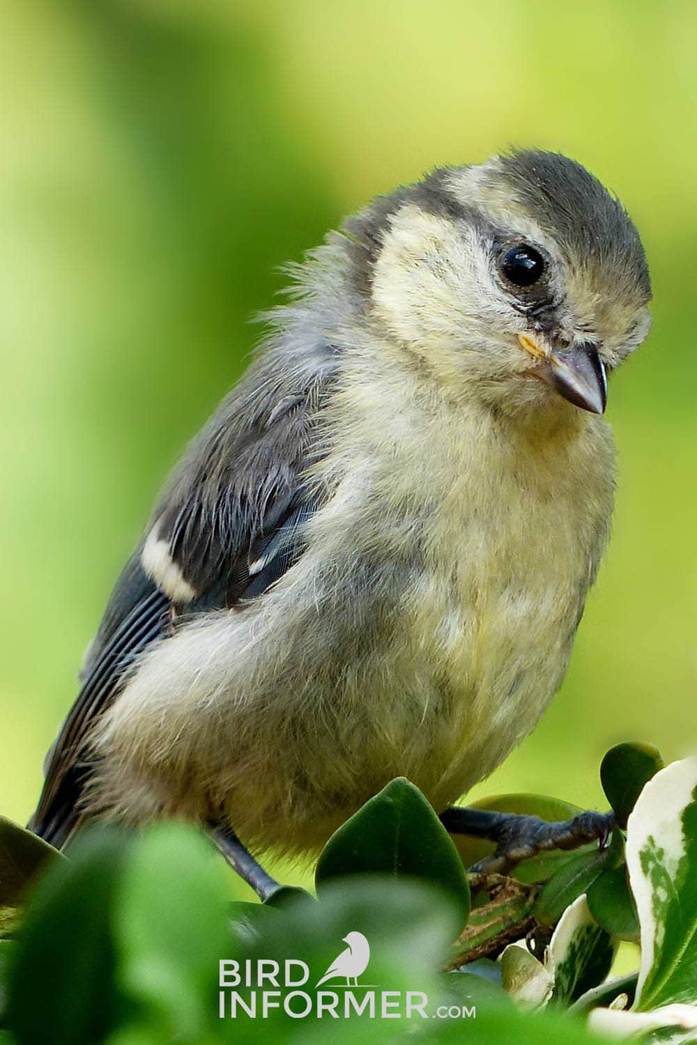 image of a bird in spring image of a bird in spring