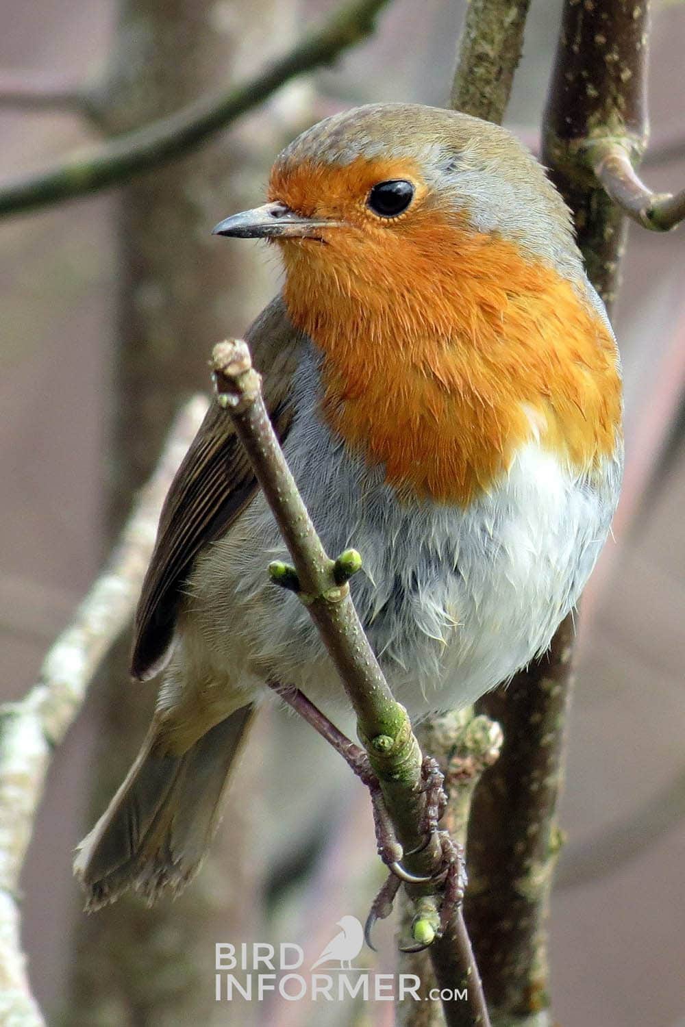 image of a robin during the winter image of a robin during the winter