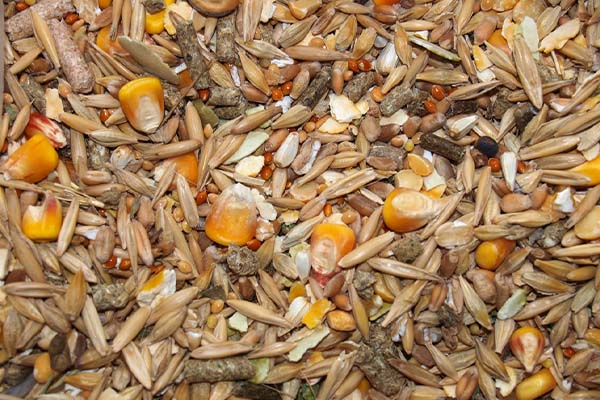 image of bird seed used for making bird seed ornament