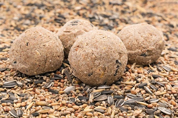 images of homemade bird seed balls