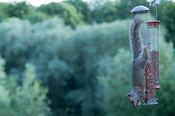 prevent squirrels from eating on bird feeders