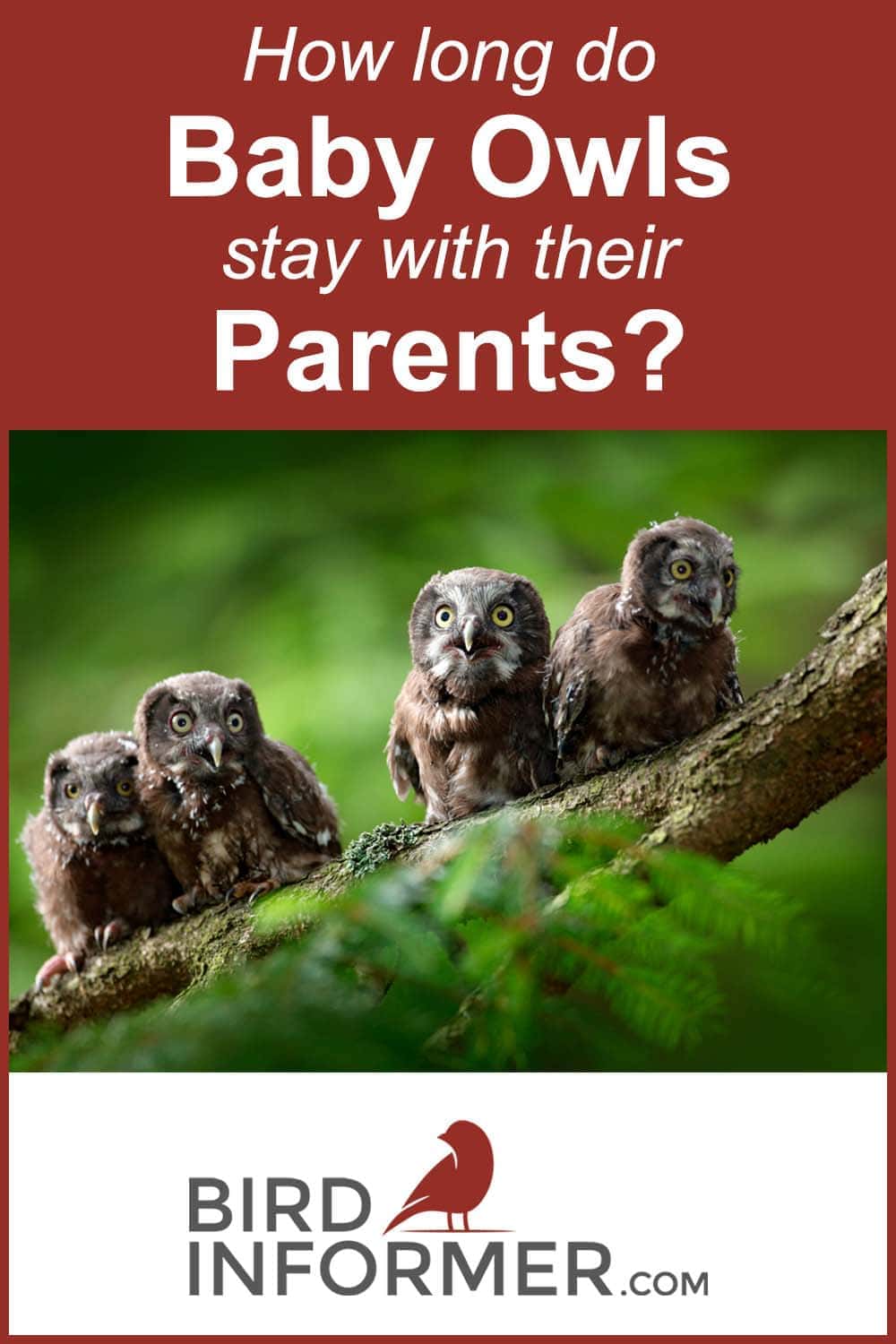 Baby Owls Staying With Parents - PIN