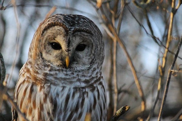 Barred Owl