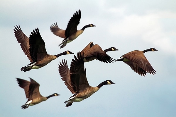 Birds That Migrate Incredible Distances