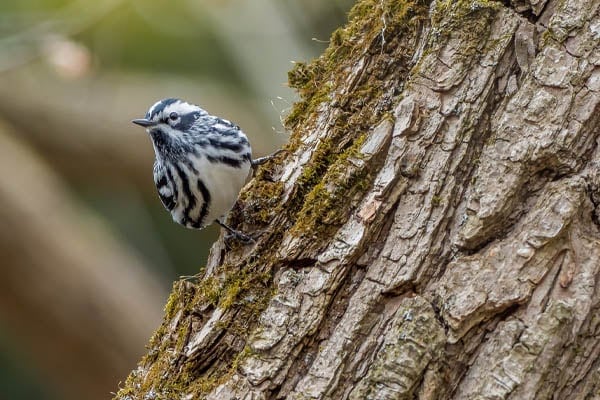 Blackpoll Warbler on tree