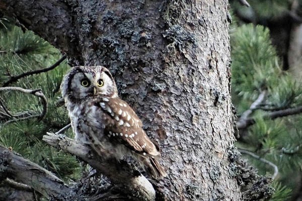 Boreal Owl