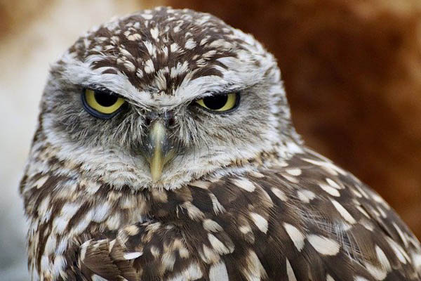 Burrowing Owl