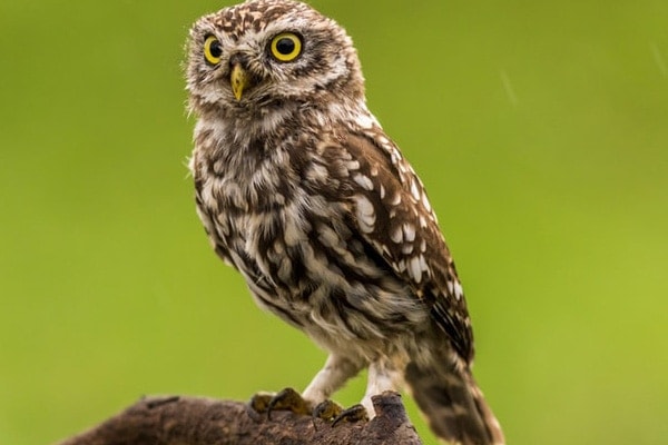 Elf Owl