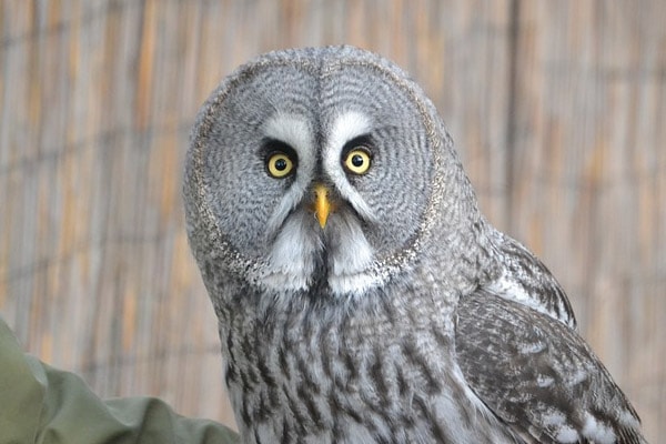 Great Gray Owl