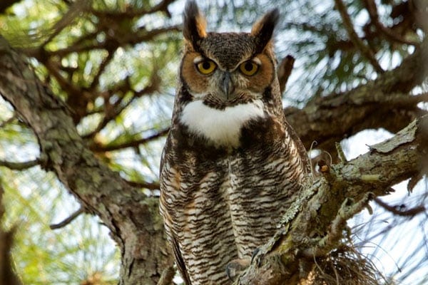 Great Horned Owl