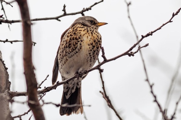 Hermit thrush in winter