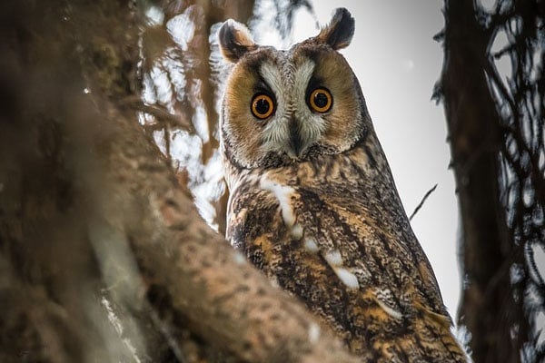 Long-eared Owl