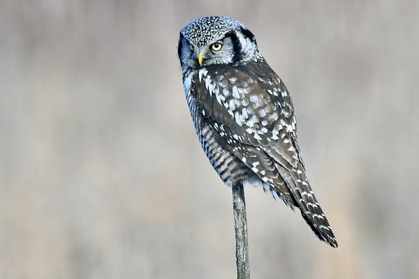 Northern Hawk Owl