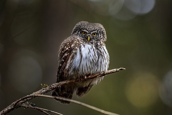 Northern Pygmy-Owl