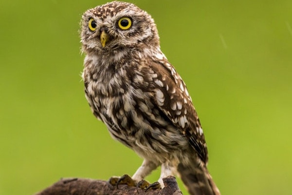 Northern Pygmy-Owl