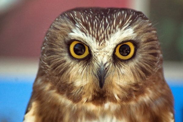 Owl Life Expectancy: How Long Do They Live?