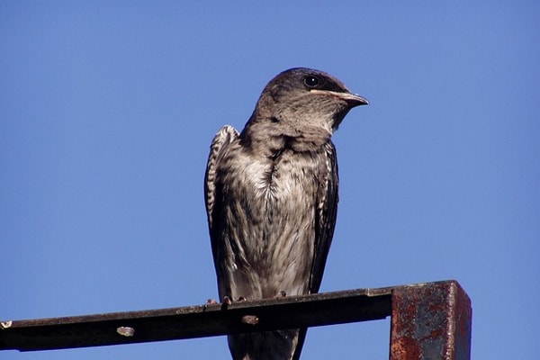 Purple Martin bird