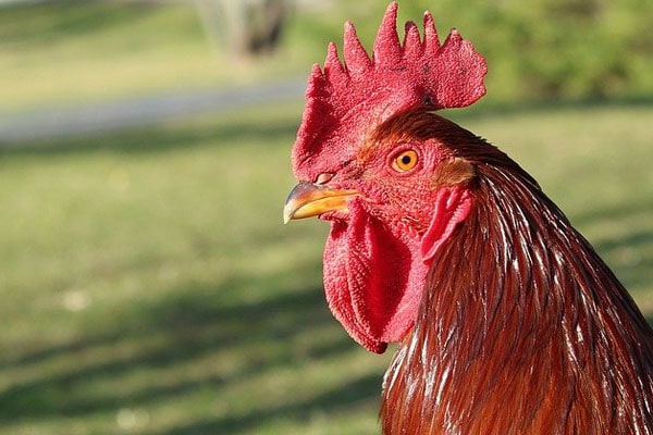 Rhode Island Red Rooster