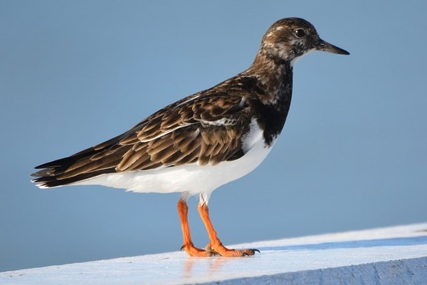 Ruddy Turnstone sideview