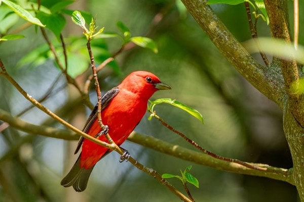 Scarlet Tanager perched on tree