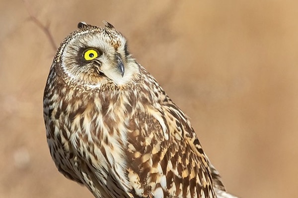 Short-eared Owl