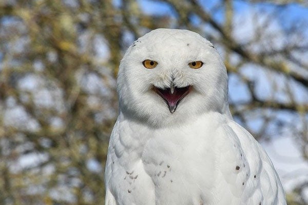 Snowy Owl