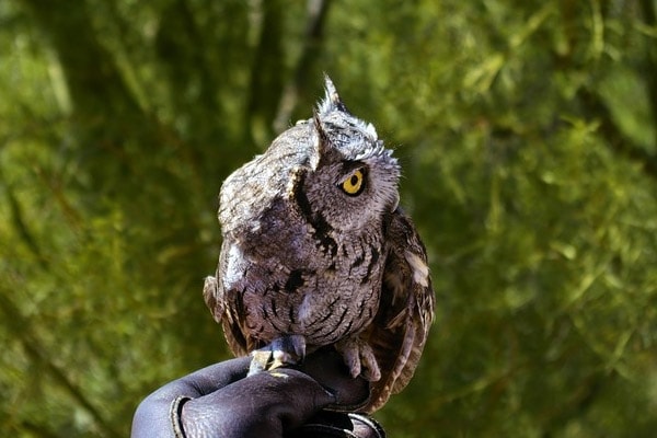 Western Screech Owl