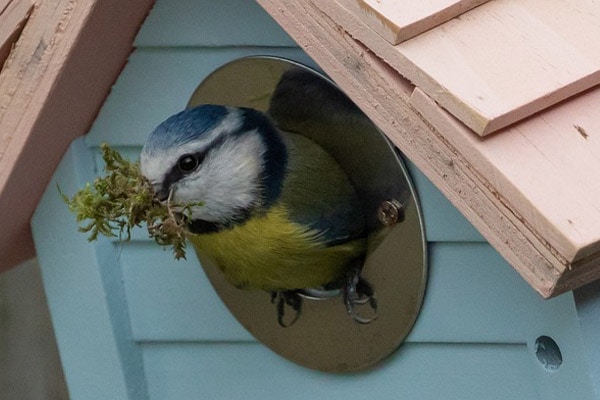 blue tit bird in spring