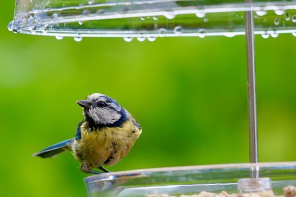 bluebird dominating birdfeeder