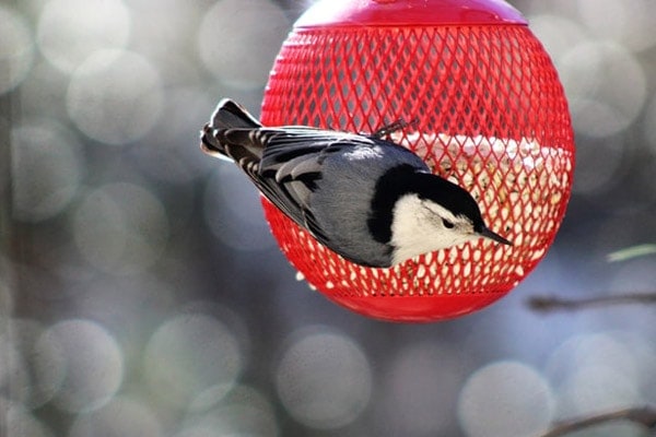 chickadee eating from bird feeder