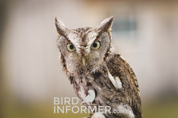 eastern screech owl