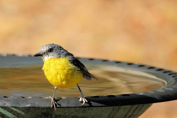 eastern yellow robin in birdbath