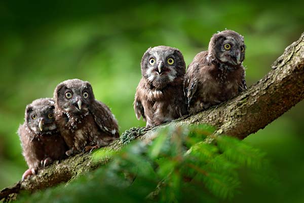 How Long Do Baby Owls Stay With Their Parents