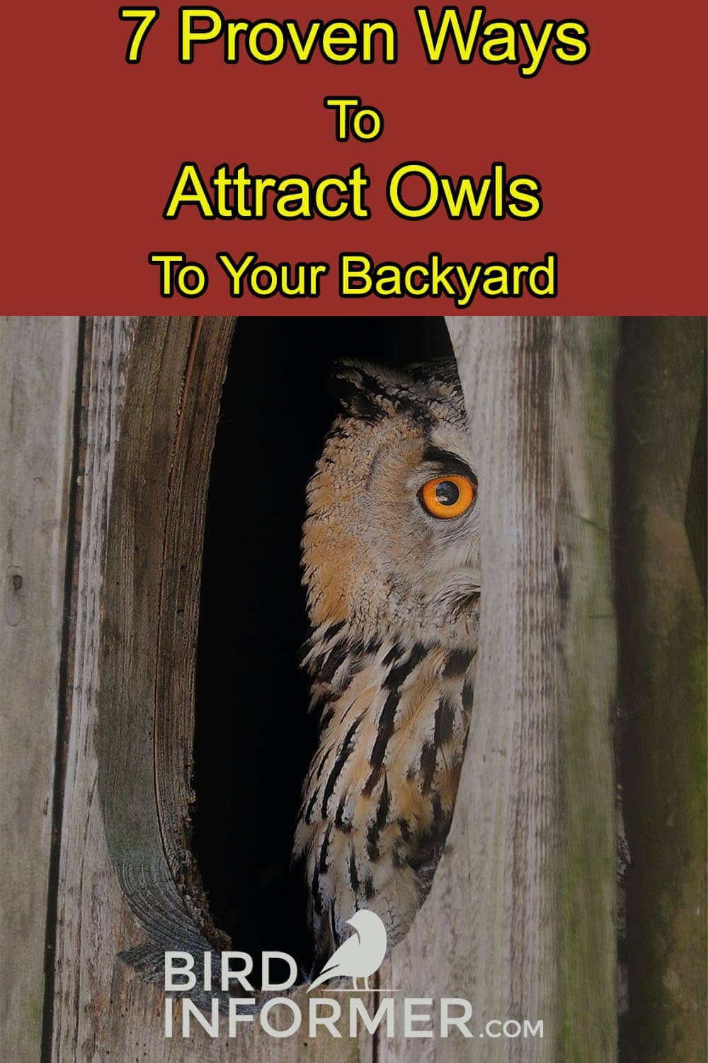 how to attract owls to your backyard