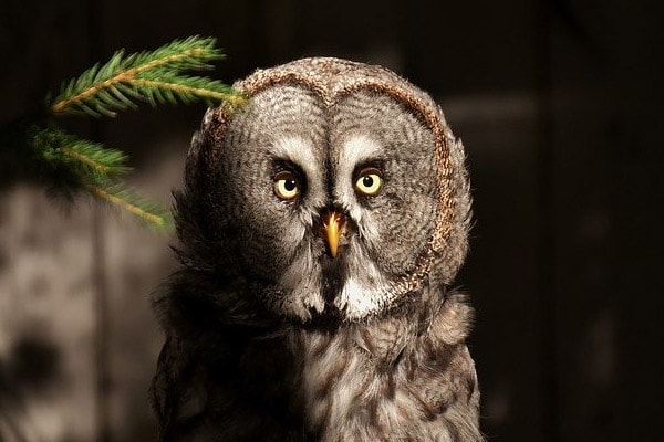image of a bart owl