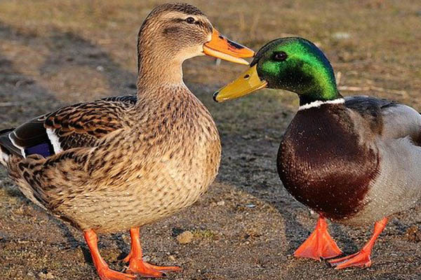 image of a mallard duck pair