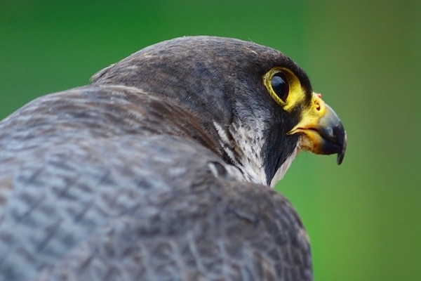 image of a pelegrine falcon