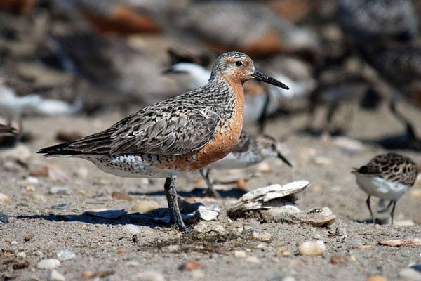 image of a red knot migratory bird
