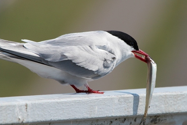 image of an artic tern that migrates