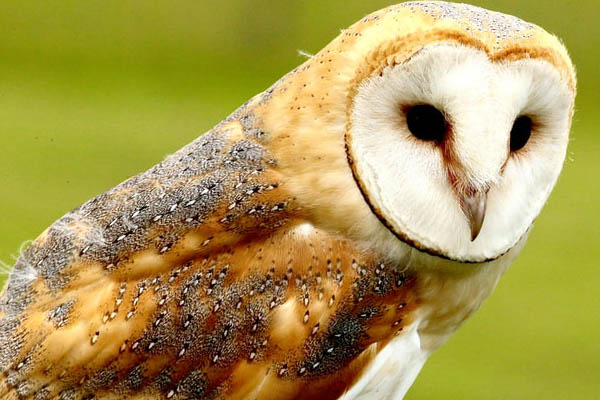 image of an owl during the daytime