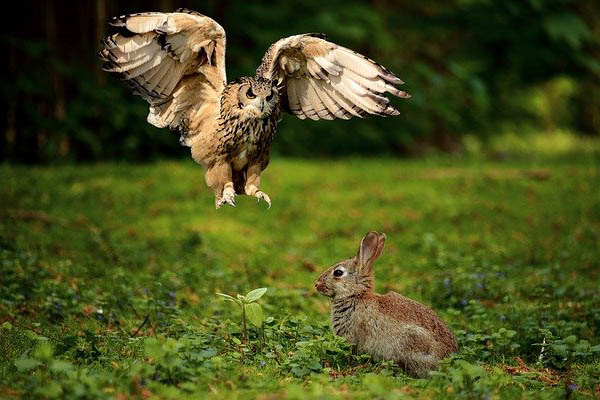 image of an owl hunting a rabbit image of an owl hunting a rabbit