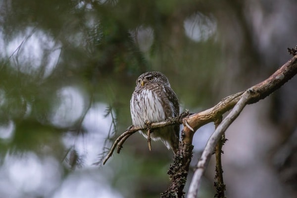 image of an owl living in the wild